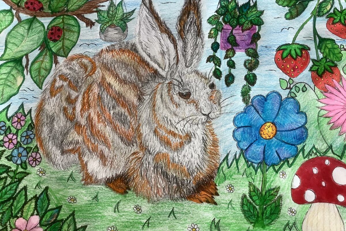Tiere – frei nach Albrecht Dürer