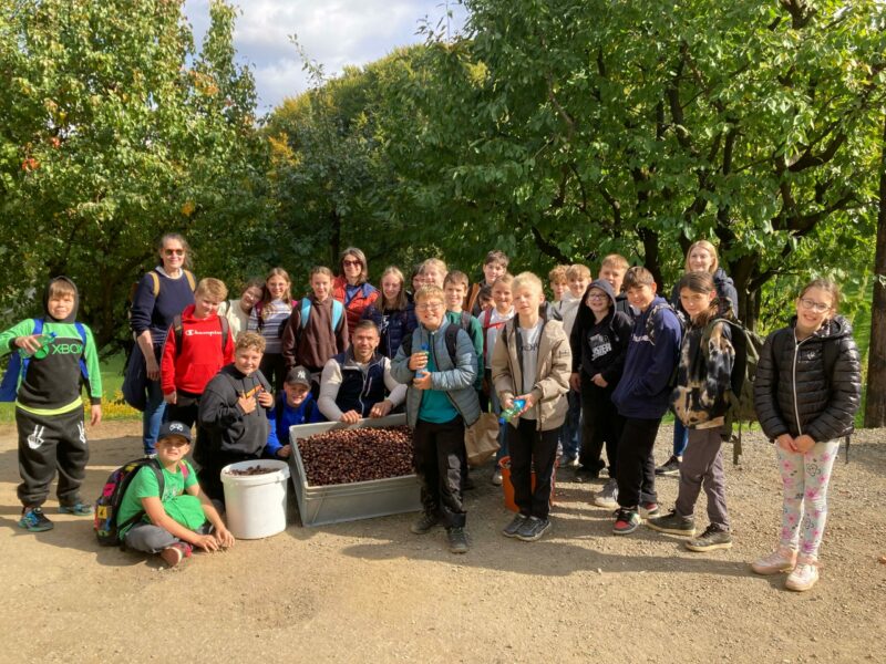 Kastanien sammeln & genießen